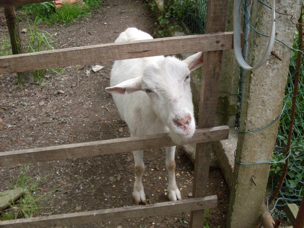 Casa Do Moinho Rural Campo E Praia , 9 Pessoas, Animais Benvindos Эшпинью Экстерьер фото